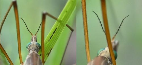 Réf. 339 671 : Tipula sp.